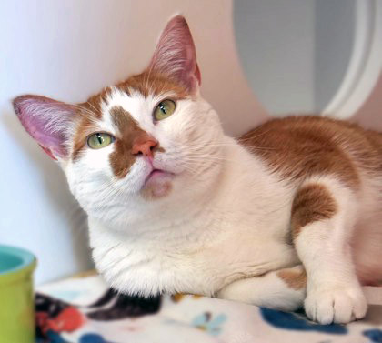 View Felix (in Foster) the Cat Photo #2