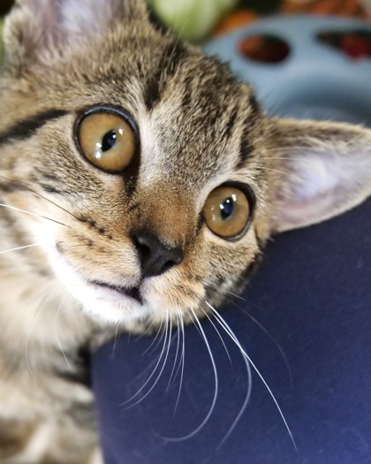 AGGIE - Domestic Shorthair / Mix available for adoption