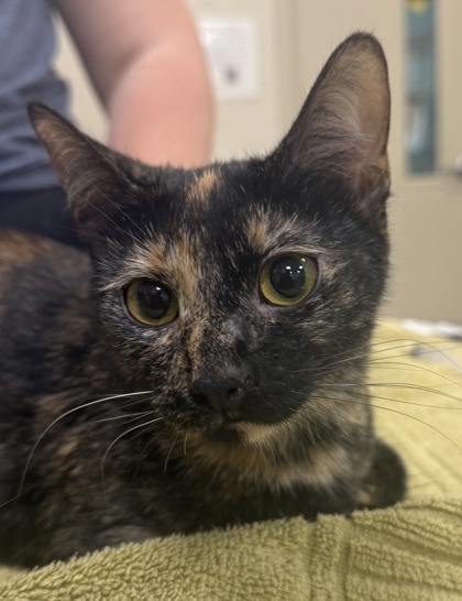 View Luna Jean (bonded To Daisy Jones) the Cat Photo #2