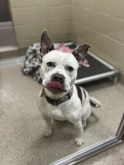 View Aries the Dog Photo #2