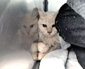 View Cinnamon the Cat Photo #2
