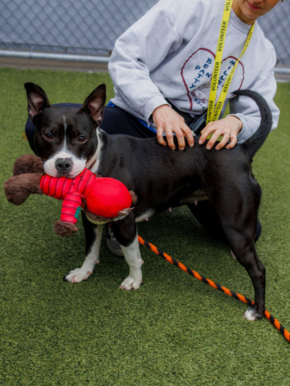 View Kourt the Dog Photo #2