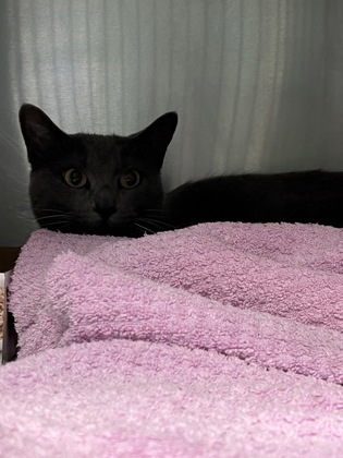 Help Rehome This Cat Cat