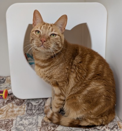 View Tiger Lily the Cat Photo #1