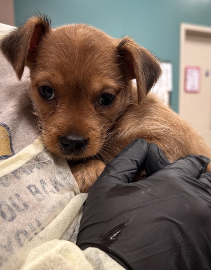 Help Rehome This Dog Dog