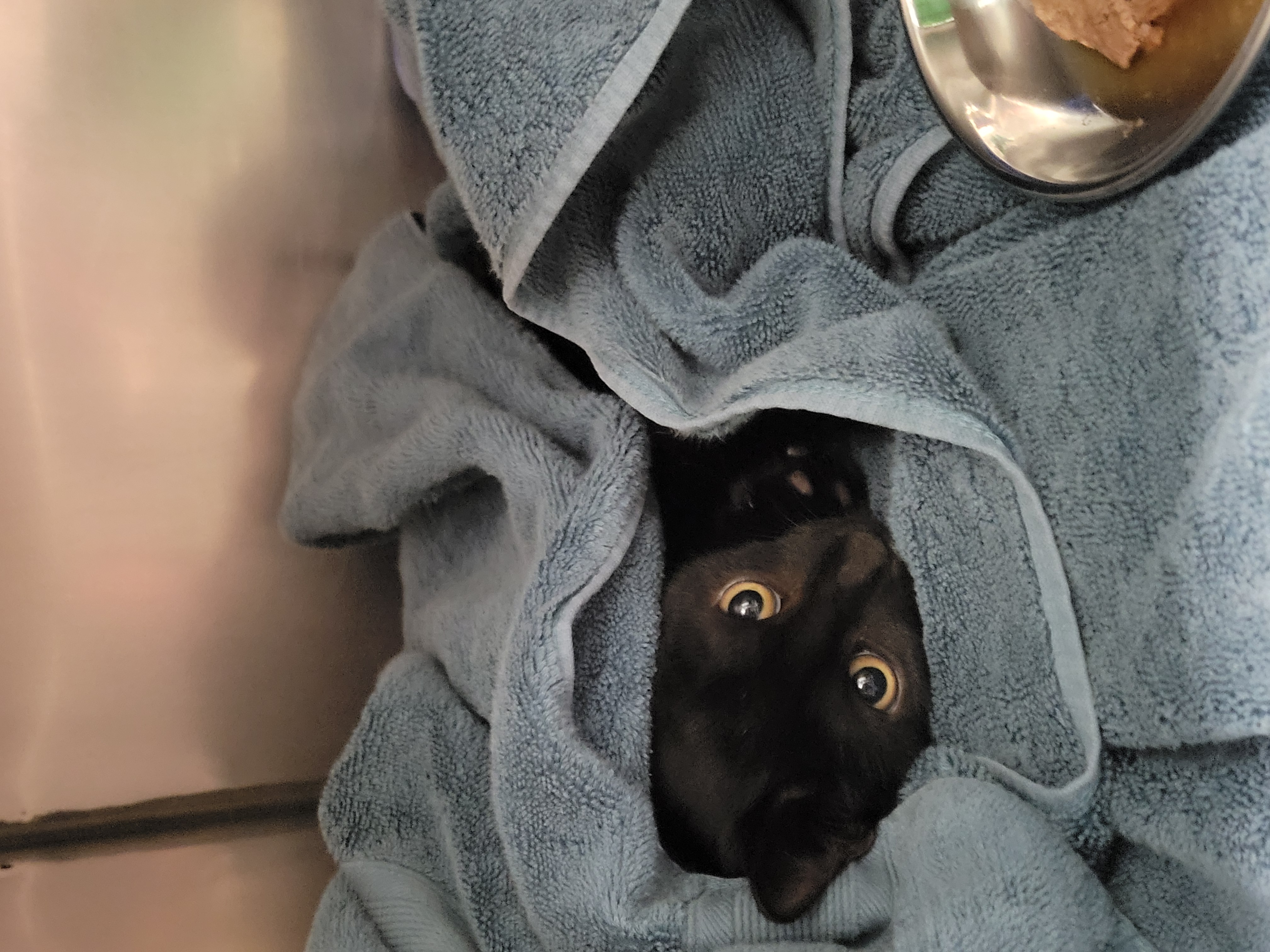 Help Rehome This Cat Cat
