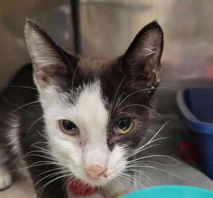 KENNETH - Domestic Shorthair / Mix available for adoption