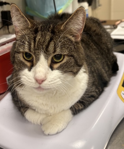 View Mater (bonded To Chevy Chase) the Cat Photo #2