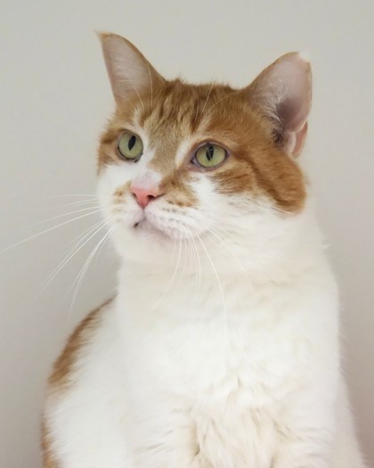 Learn More About Creamsicle Photo of Creamsicle
