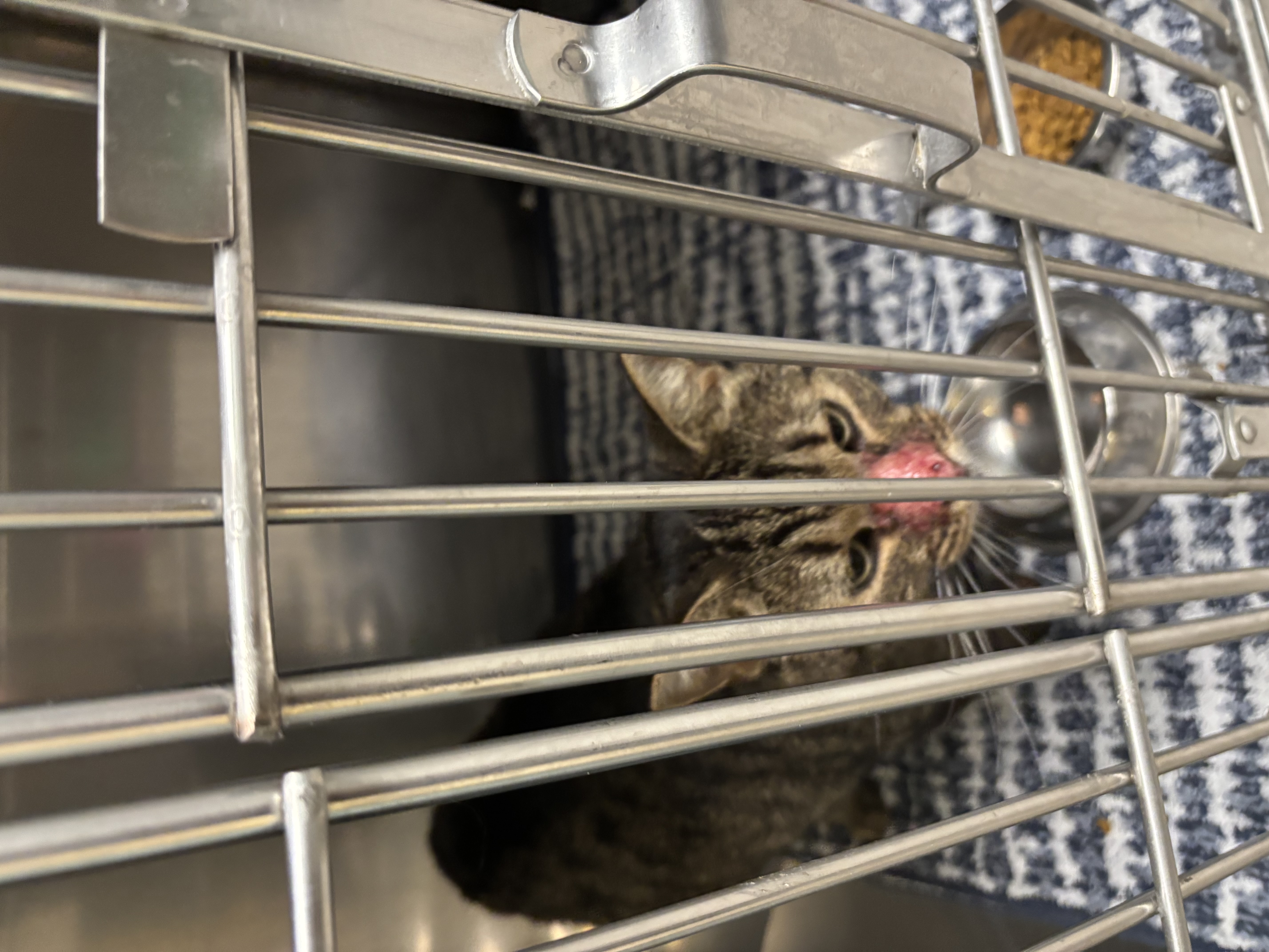 Help Rehome This Cat Cat
