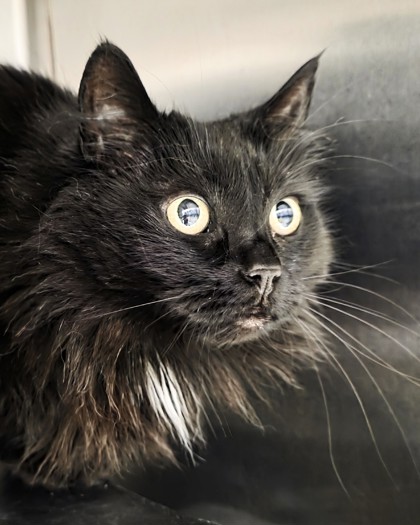 View Oreo the Cat Photo #1