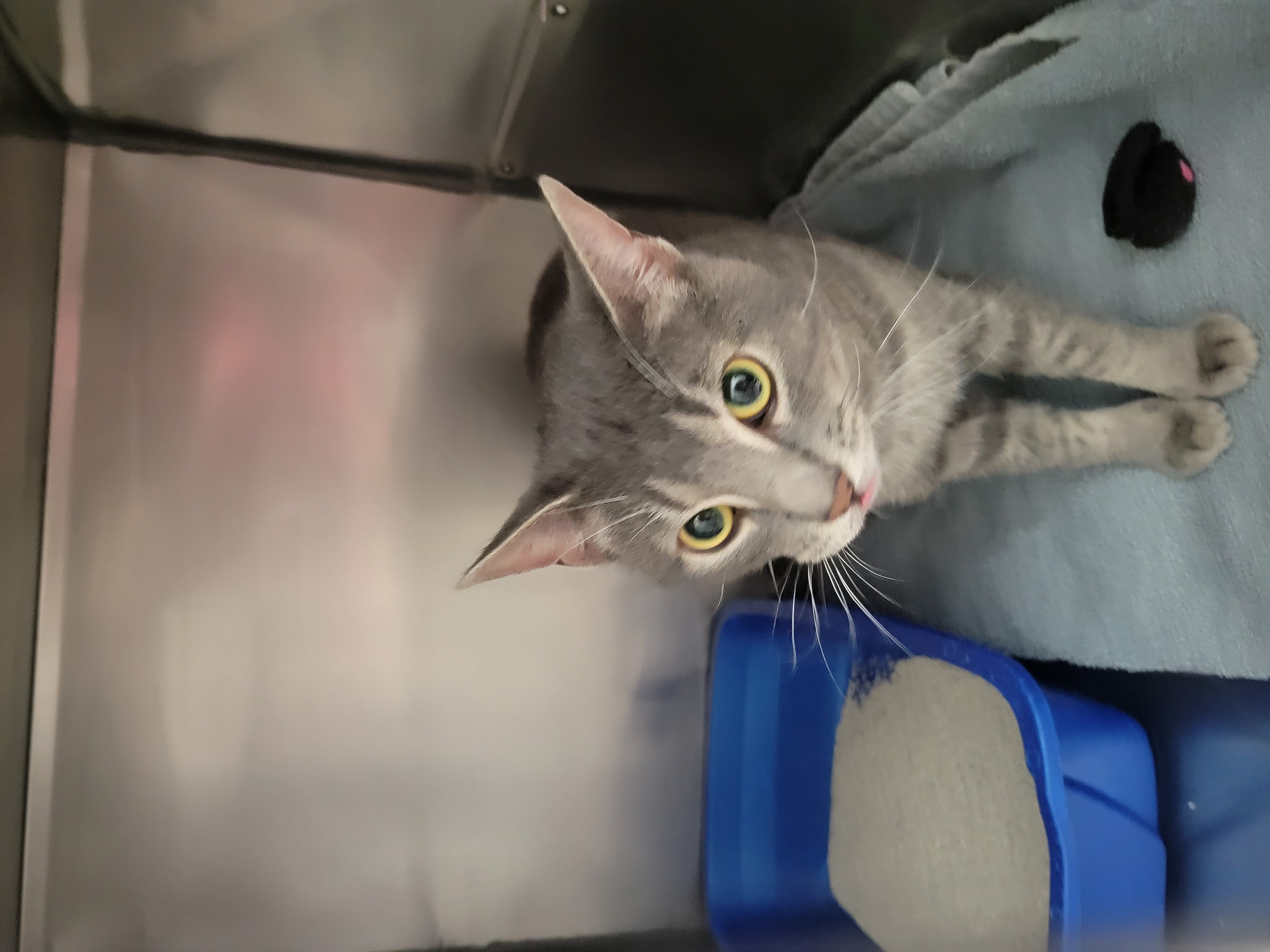 Help Rehome This Cat Cat