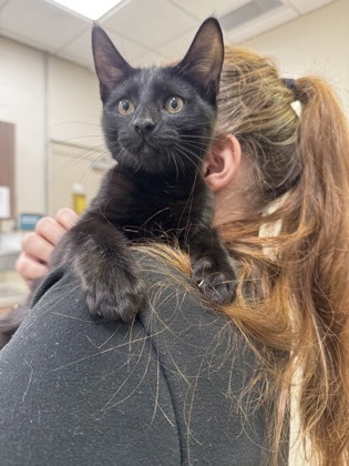 ANTON - Domestic Shorthair / Mix available for adoption