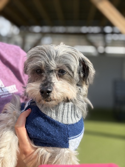 View Birdie the Dog Photo #1