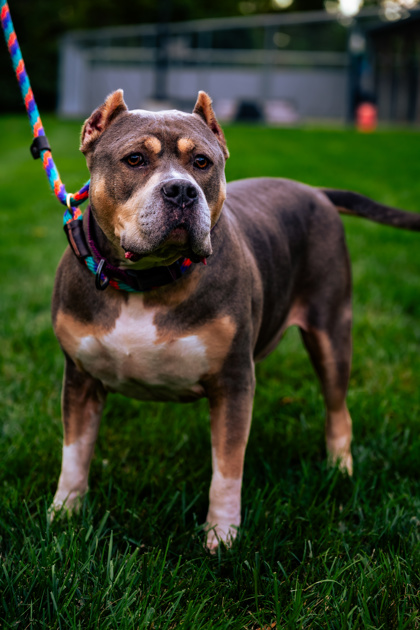 Learn More About Thor Photo of Thor