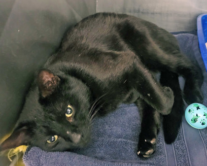 View Tyke the Cat Photo #1