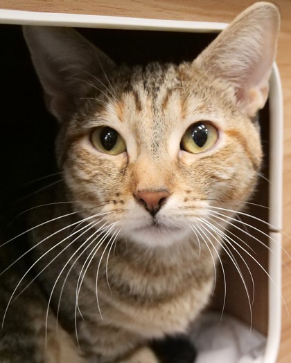 Learn More About Amelia Photo of Amelia