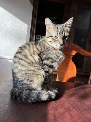 Have You Seen Timmy? Cat