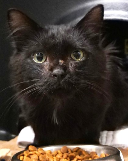 View Sheldon Lee Cooper the Cat Photo #2