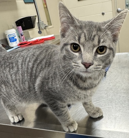 Help Rehome This Cat Cat