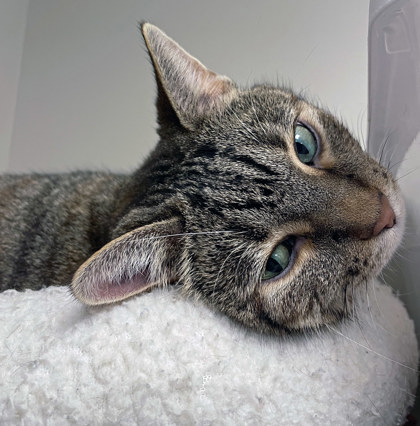 View Mimi (at Smitten Kitten) the Cat Photo #1