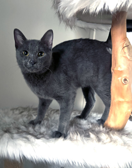 View Daffy Duck (in Foster) the Cat Photo #1