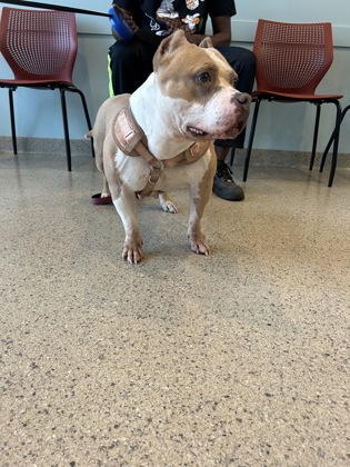View Precious the Dog Photo #2