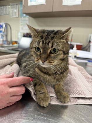 View Marathon the Cat Photo #1