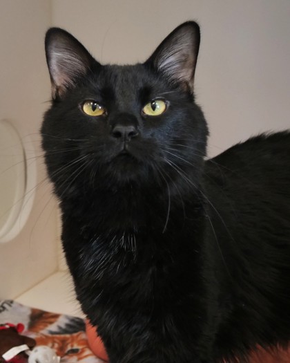 Learn More About Midnight