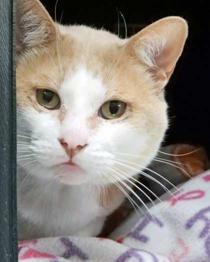 View Tigger Woods the Cat Photo #2