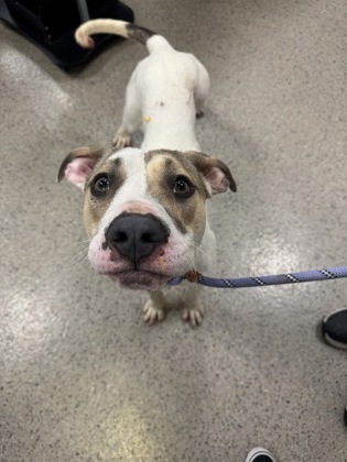 View Christina the Dog Photo #2