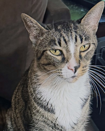 Learn More About Oakley (bonded To Oliver Dean)(in Foster) Photo of Oakley (Bonded to Oliver Dean)(in foster)