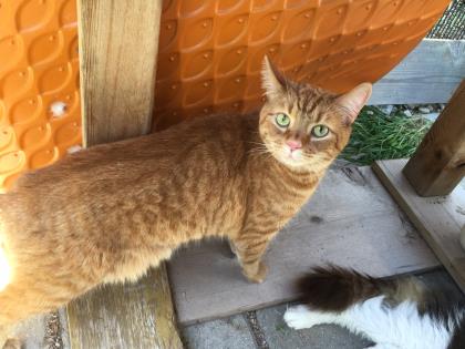 View Werther's Butterscotch the Cat Photo #2