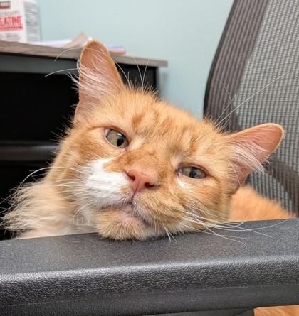 SIMBA DEE - Domestic Medium Hair / Mix available for adoption