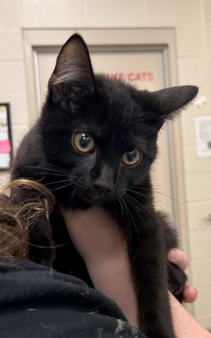 Help Rehome This Cat Cat