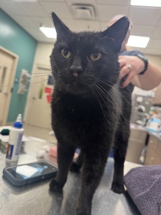 View Found Cat Photo #1