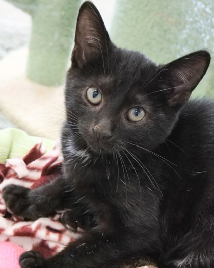 YUKON - Domestic Shorthair / Mix available for adoption