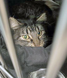 View Stephen (Bonded To Henry)(at Smitten Kitten) the Cat Photo #1