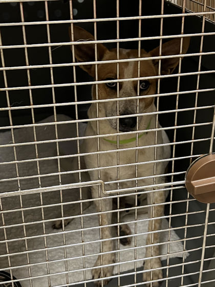 Dog