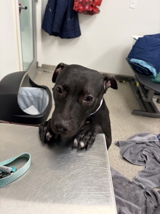 View Violet Girl the Dog Photo #2