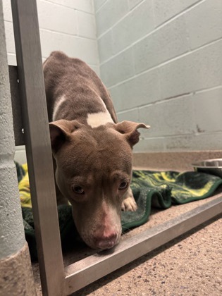 View Lainey the Dog Photo #1