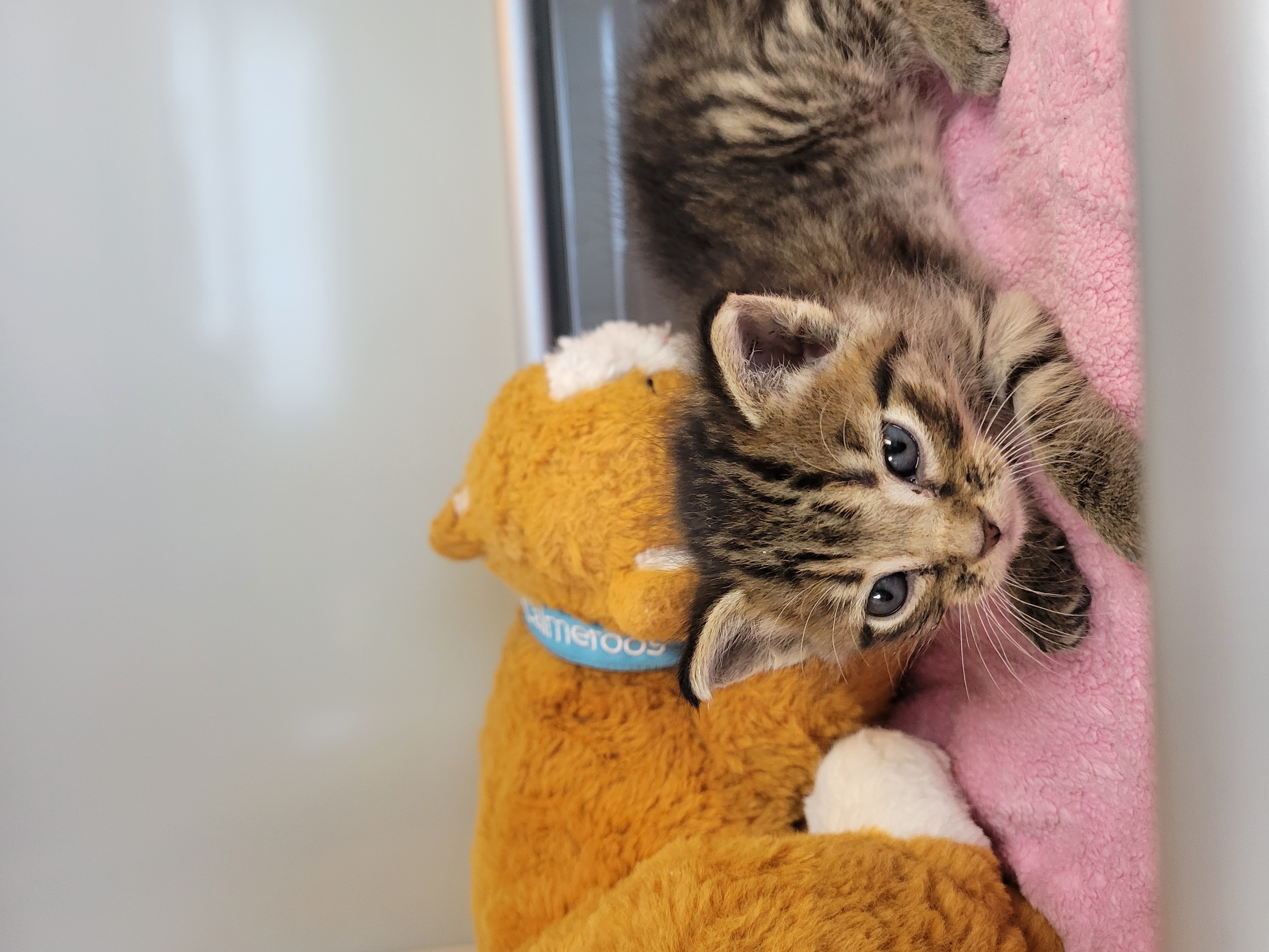 Help Rehome This Cat Cat