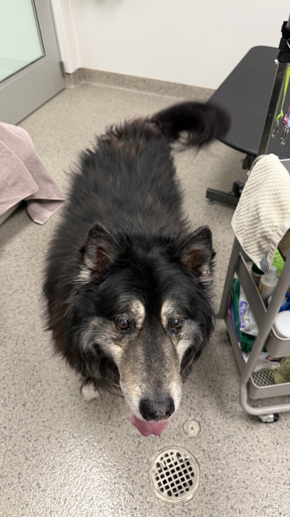 View Balto the Dog Photo #1