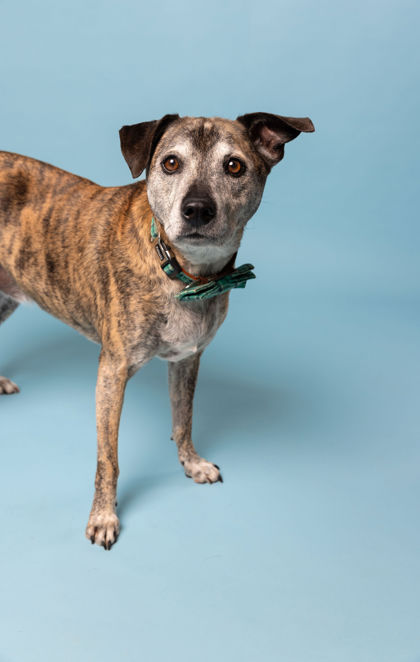View Pygmy the Dog Photo #2