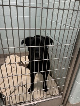 View Orion the Dog Photo #1