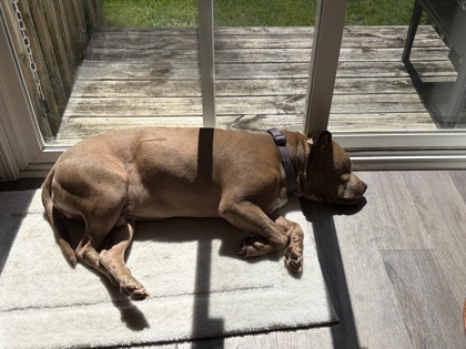 View Buford (in Foster) the Dog Photo #2