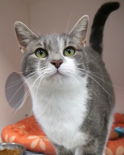 Learn More About Fancy