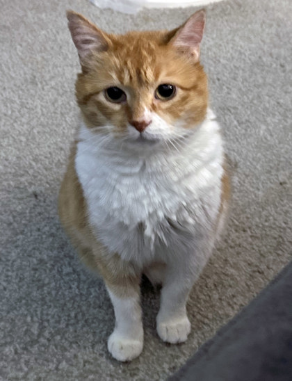 View Waffle (in Foster) the Cat Photo #1