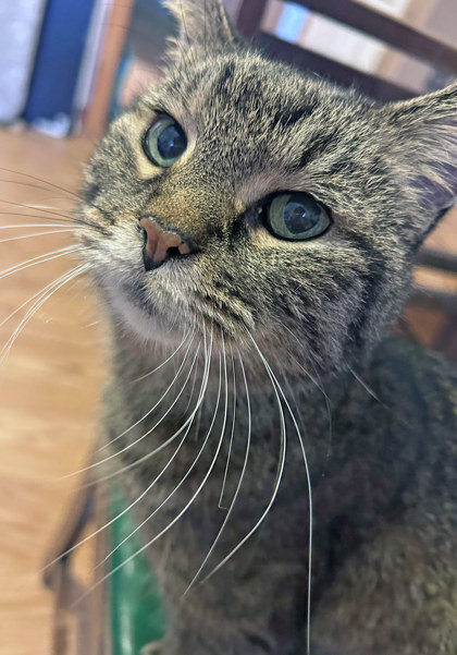 Learn More About Freya (in Foster)