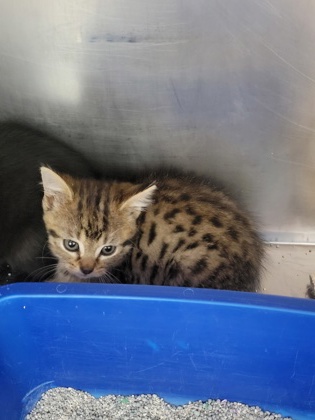 Help Rehome This Cat Cat